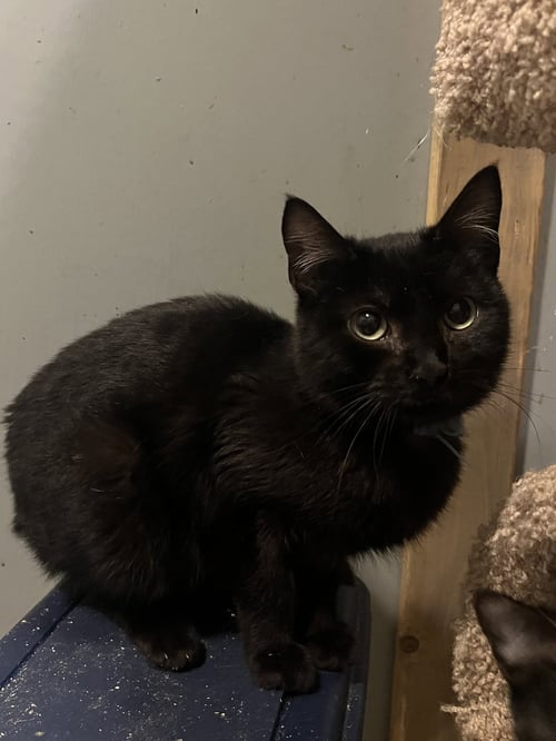 MIDNIGHT - Domestic Short Hair available for adoption