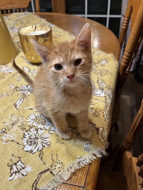 ABE - Domestic Short Hair available for adoption