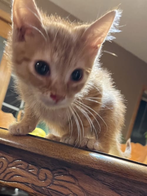 ABE - Domestic Short Hair available for adoption