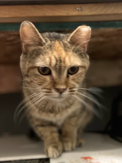PRIMROSE - Domestic Short Hair / Tortoiseshell available for adoption