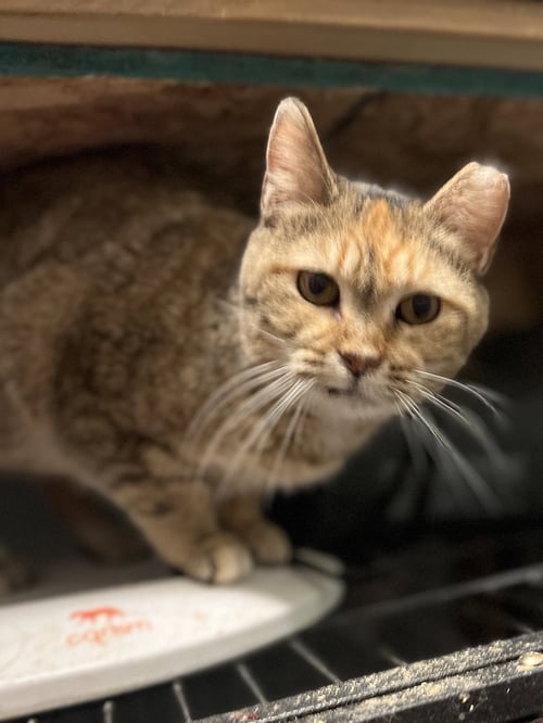 PRIMROSE - Domestic Short Hair / Tortoiseshell available for adoption