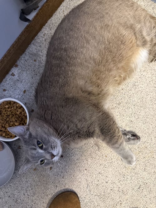 LILY - Domestic Short Hair available for adoption