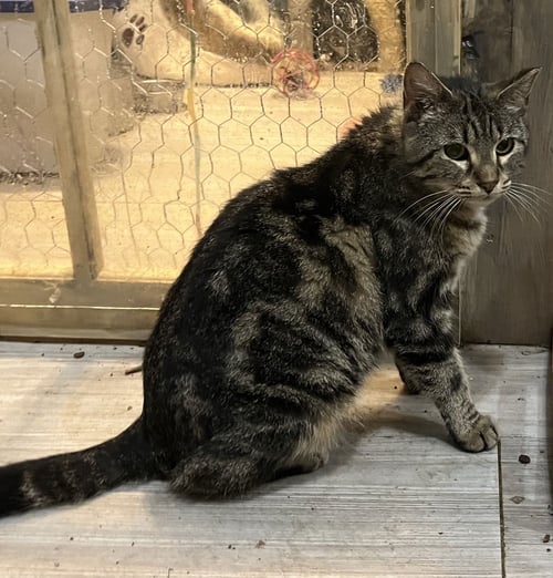 PAISLEY - Tabby available for adoption
