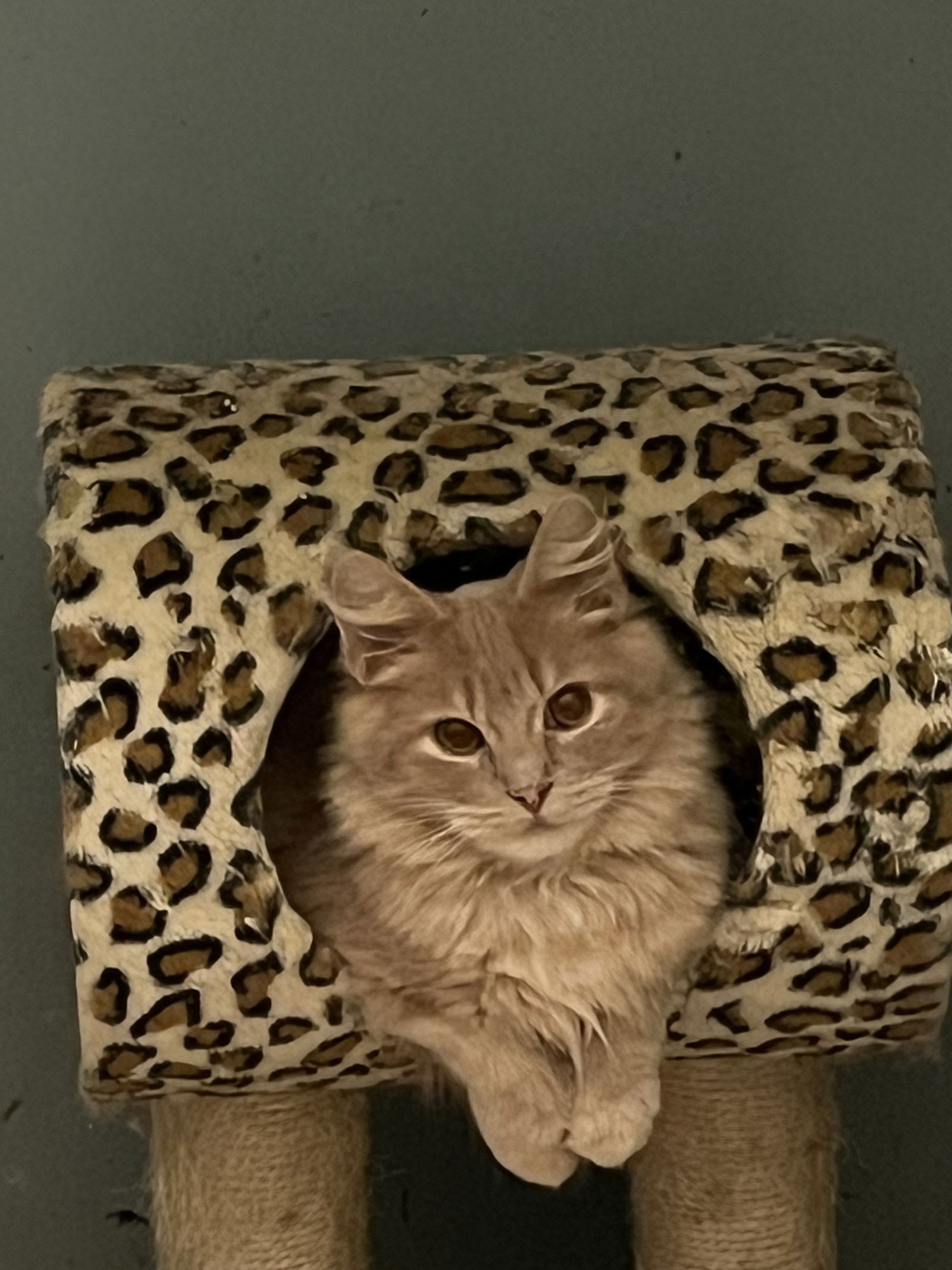 FUZZ - Domestic Medium Hair available for adoption