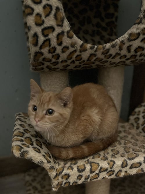 CLEMENTINE - Domestic Short Hair available for adoption