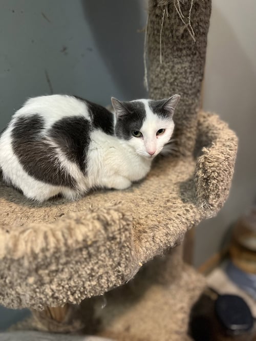PEARL - Domestic Short Hair available for adoption