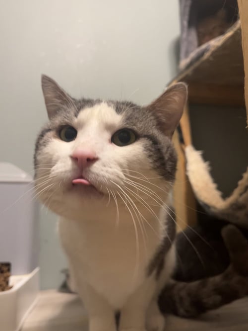 CALCIFER - Domestic Short Hair available for adoption