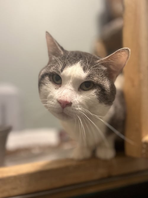 CALCIFER - Domestic Short Hair available for adoption