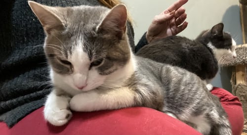 POOKIE - Domestic Short Hair available for adoption