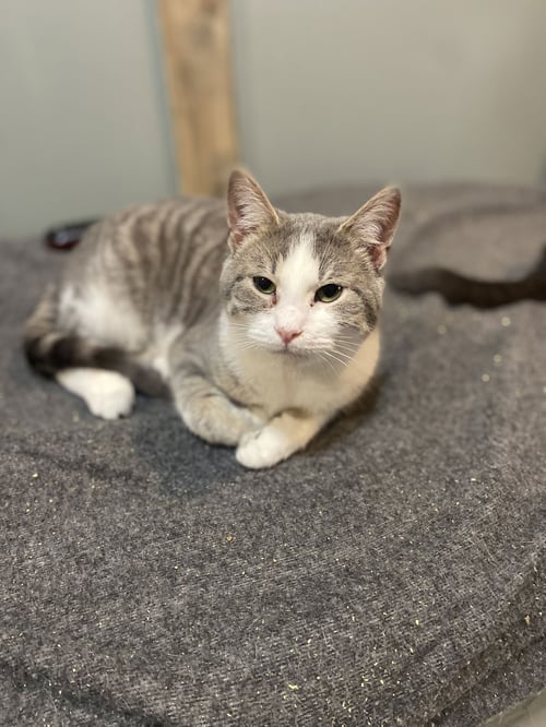 POOKIE - Domestic Short Hair available for adoption
