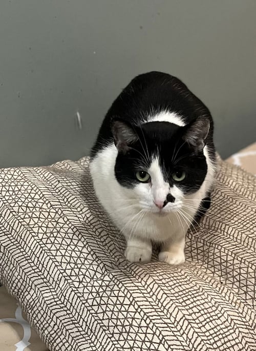 PHANTOM - Domestic Short Hair available for adoption