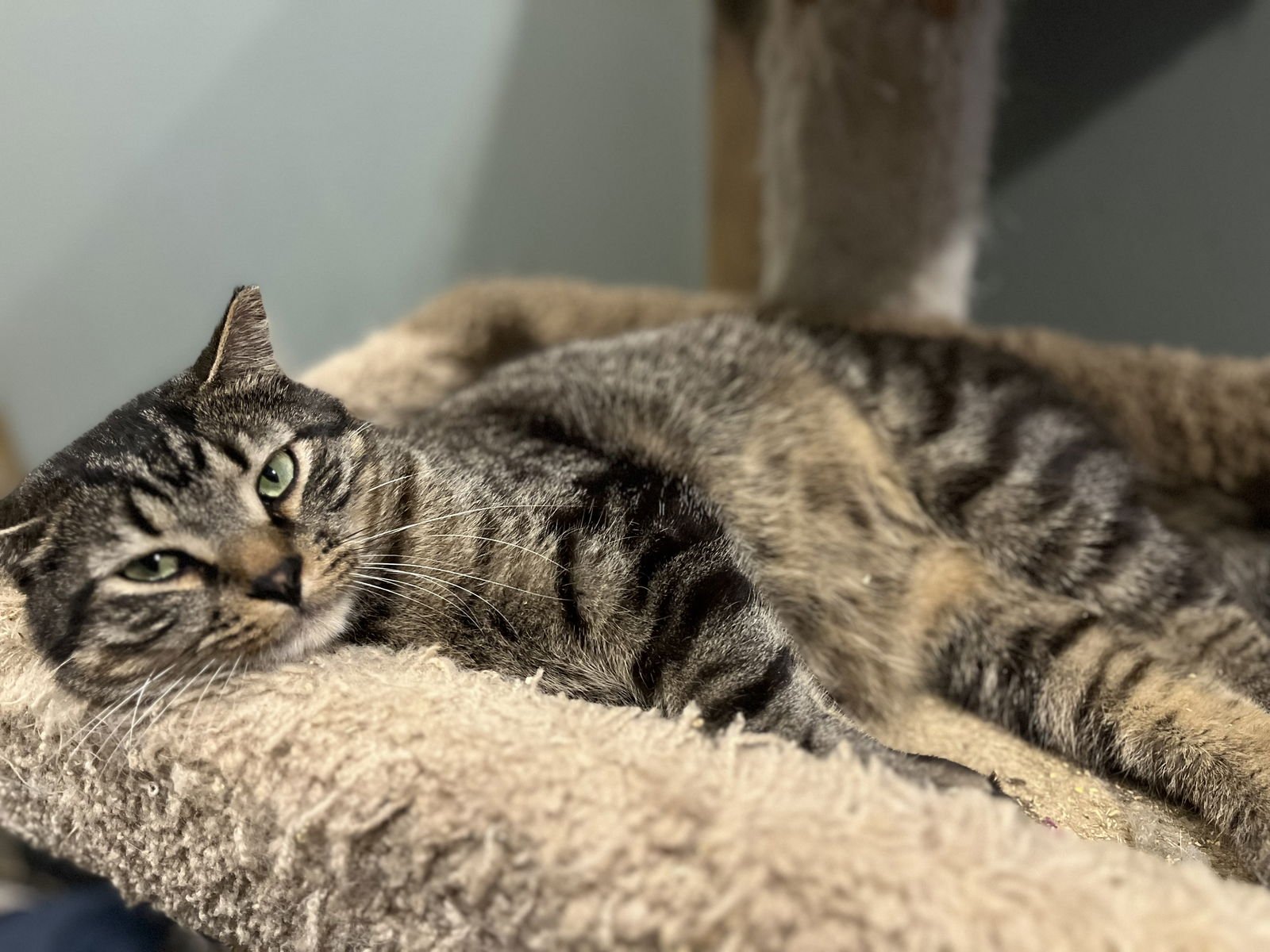 BARNEY - Domestic Short Hair available for adoption