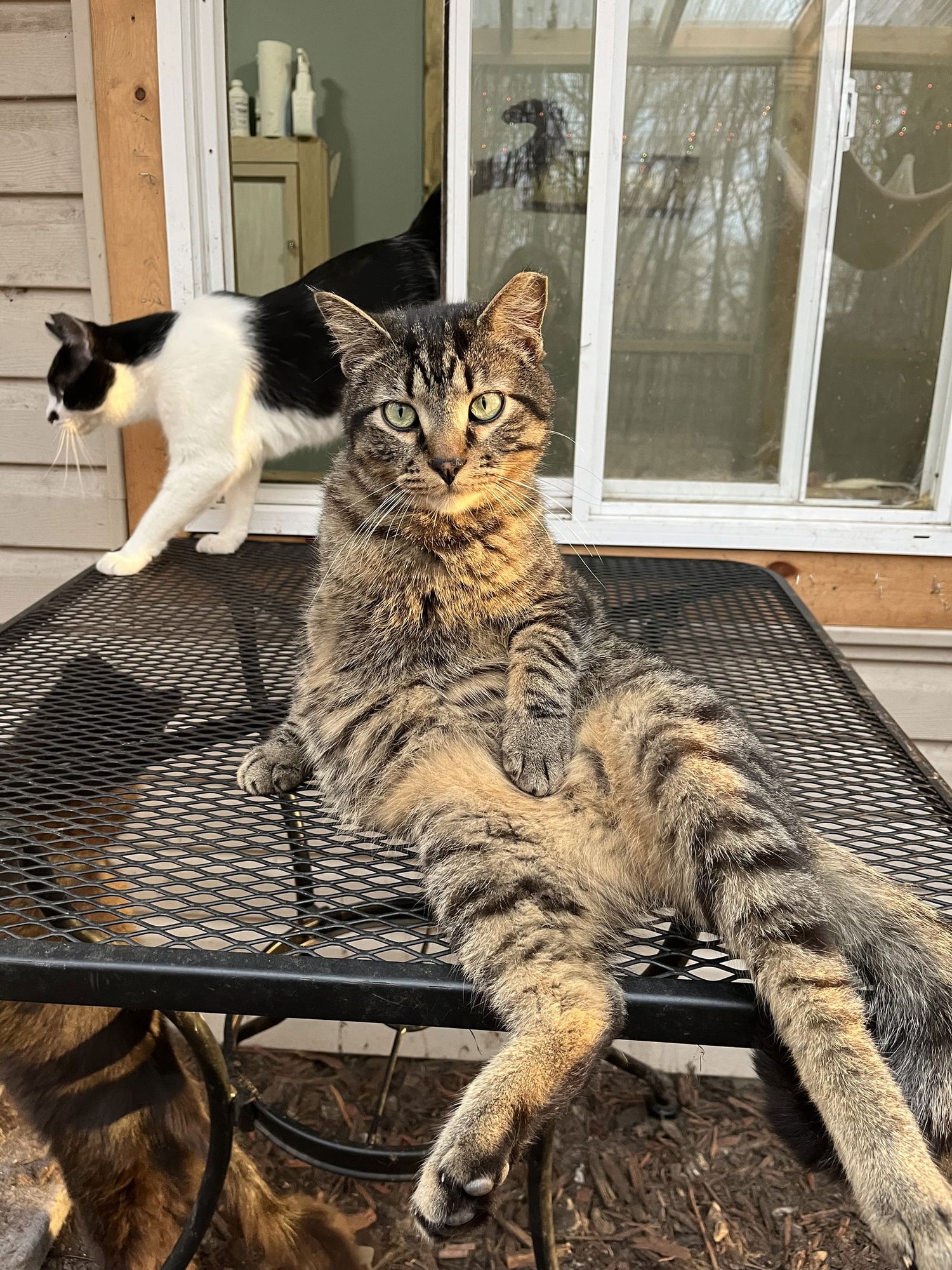 BARNEY - Domestic Short Hair available for adoption