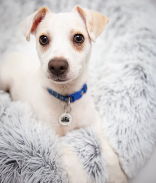 BOO BEAR - Chihuahua / Miniature Pinscher for adoption in Vancouver