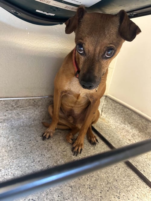 POOH BEAR - Miniature Pinscher for adoption in Vancouver