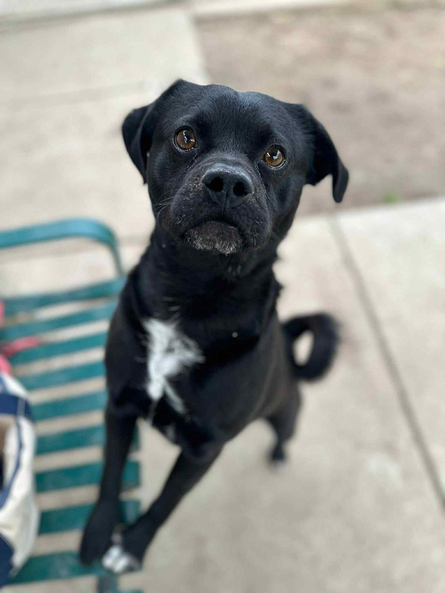 MONKEY - Pug / Beagle available for adoption