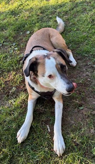 CRICKET - Labrador Retriever / Australian Cattle Dog/Blue Heeler for adoption in Vancouver