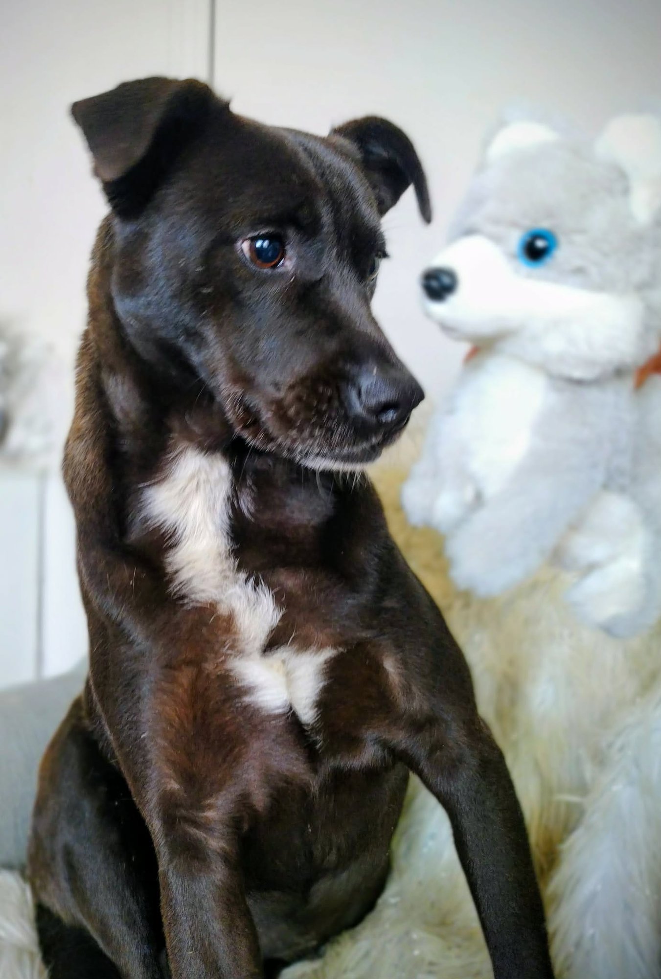 LULU - Labrador Retriever / American Staffordshire Terrier available for adoption