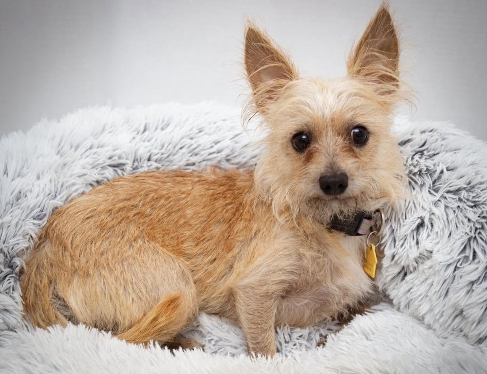 Sammy Image