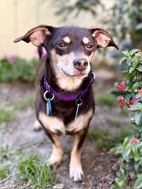 NUGGET - Miniature Pinscher / Dachshund for adoption in Vancouver