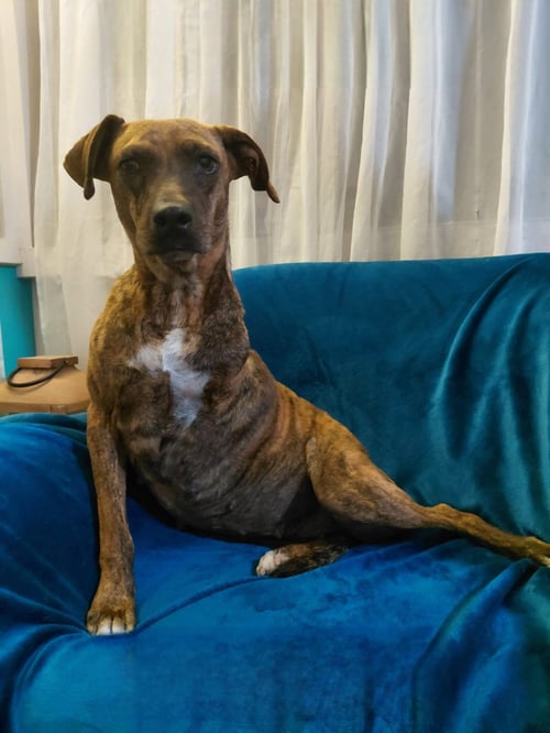 COCO - American Staffordshire Terrier for adoption in Hillsboro