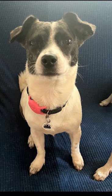 NOA - Chihuahua / Jack Russell Terrier for adoption in Vancouver