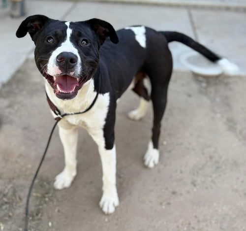 LOGAN - American Staffordshire Terrier for adoption in Vancouver