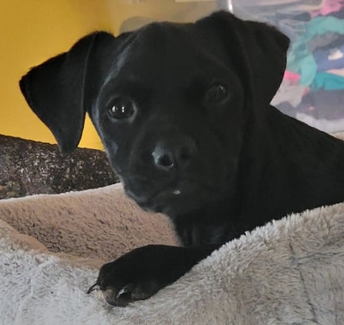 PABLO - French Bulldog / Labrador Retriever for adoption in Beaverton