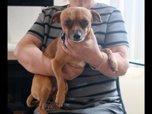 CHICO - Chihuahua / Miniature Pinscher for adoption in Vancouver