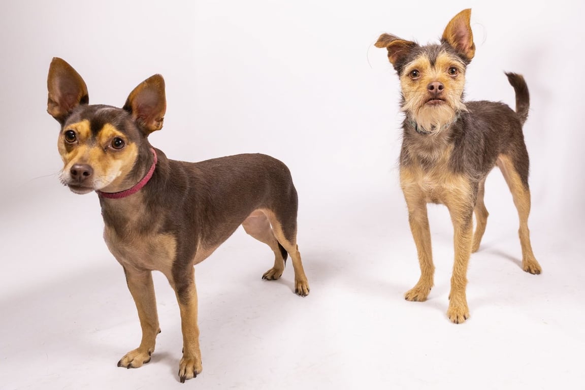 Cosmo and Minnie Bonded Pair Image