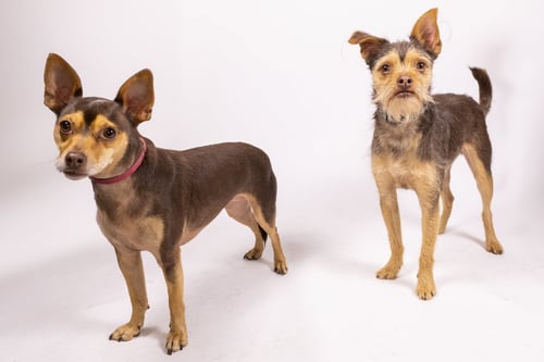 COSMO AND MINNIE BONDED PAIR - Miniature Pinscher / Border Terrier for adoption in Vancouver