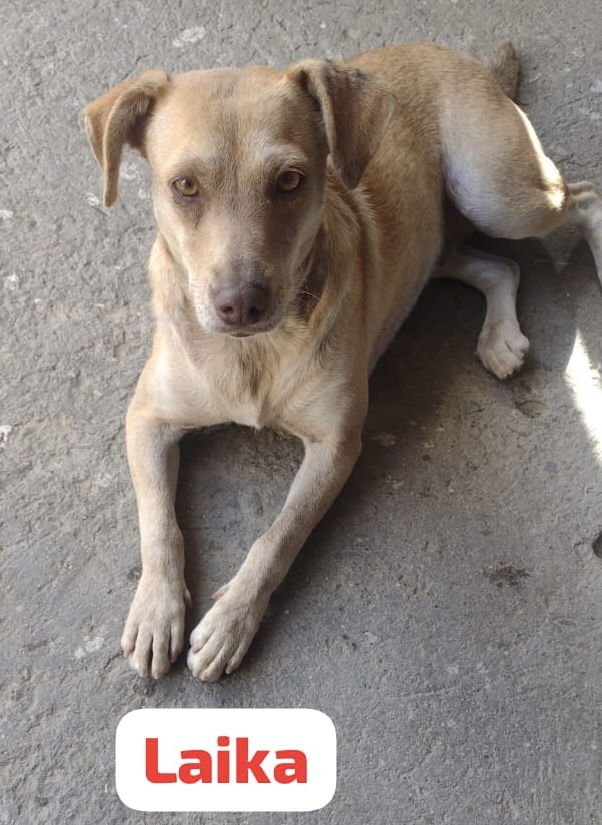 LAIKA - Beagle / Chihuahua available for adoption