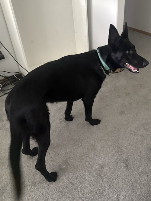 KERES - German Shepherd Dog for adoption in Vancouver