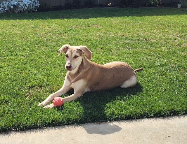 STELLA - Doberman Pinscher / Black Mouth Cur for adoption in Beaverton