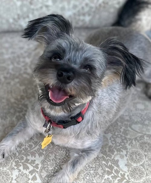 SNOOKIE - Yorkshire Terrier Yorkie / Schnauzer for adoption in Vancouver