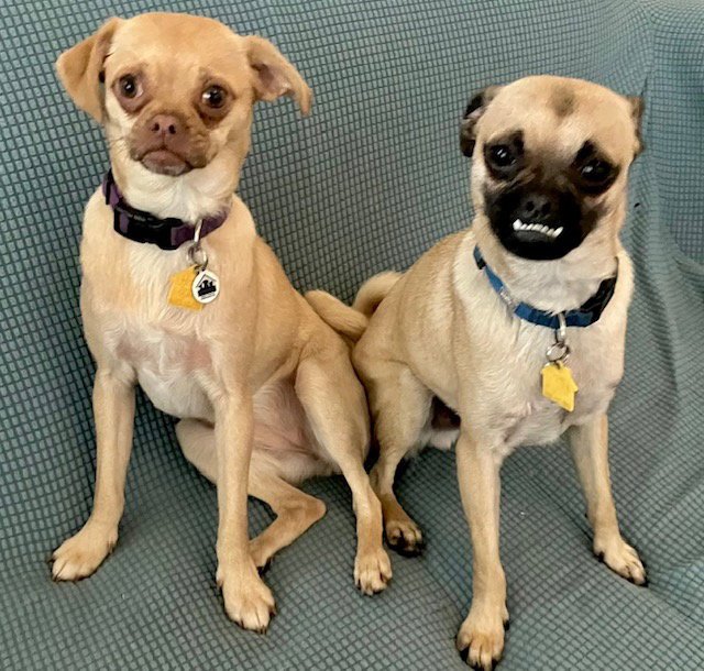 Jax and Juno Bonded Pair Image