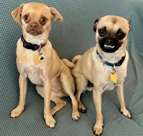 JAX AND JUNO BONDED PAIR - Pug / Chihuahua for adoption in Hillsboro
