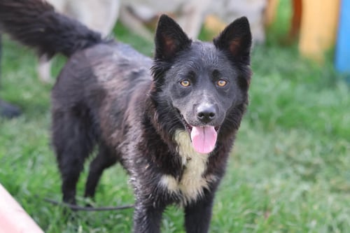 GOLDIE - Australian Kelpie / Border Collie for adoption in Hillsboro