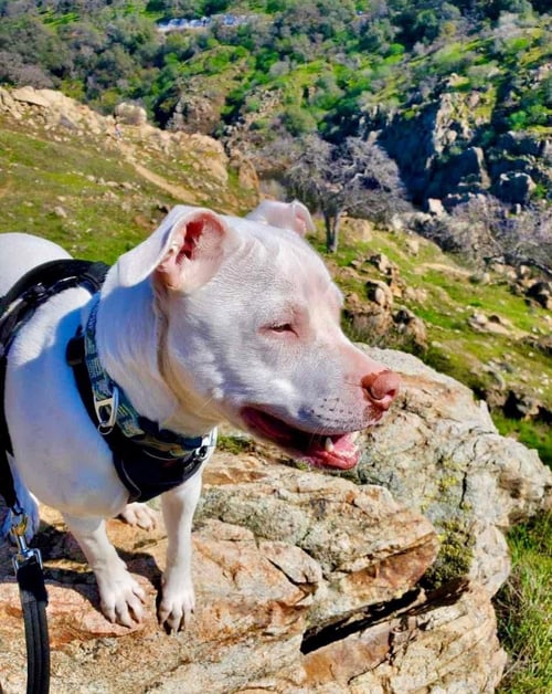 ELVIS - Pit Bull Terrier for adoption in Beaverton