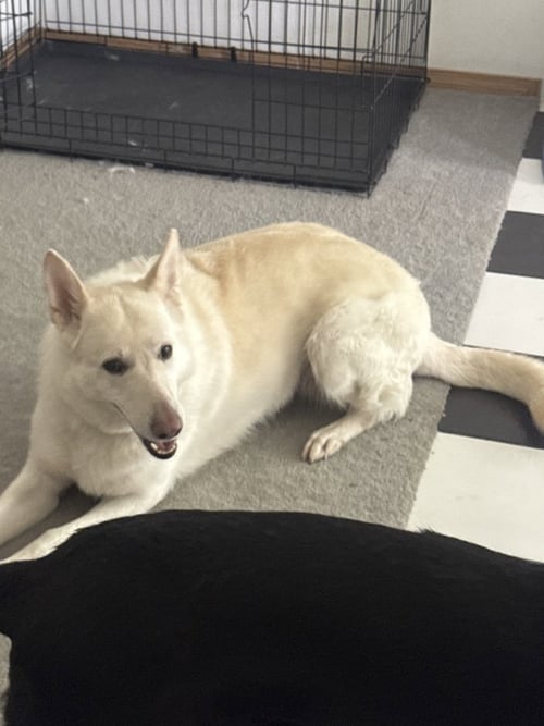 VAL - German Shepherd Dog for adoption in Vancouver
