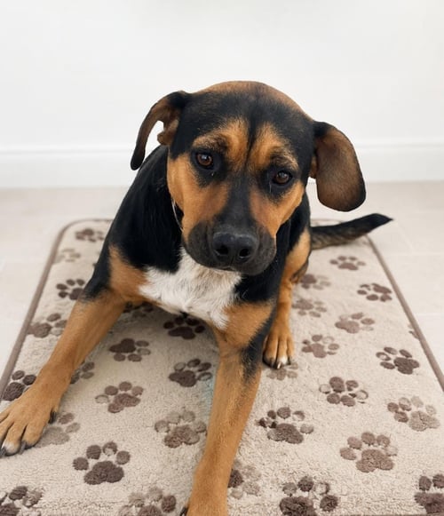 CAMILA - German Shepherd Dog for adoption in Hillsboro
