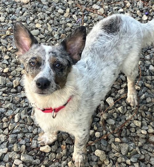 LADDIE - Corgi / Australian Cattle Dog/Blue Heeler for adoption in Vancouver