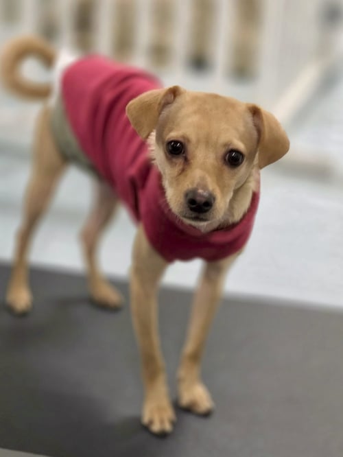LESTER - Chihuahua / Whippet for adoption in Vancouver
