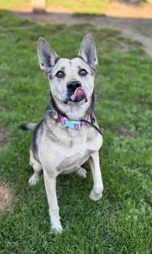 LUNA - German Shepherd Dog for adoption in Beaverton