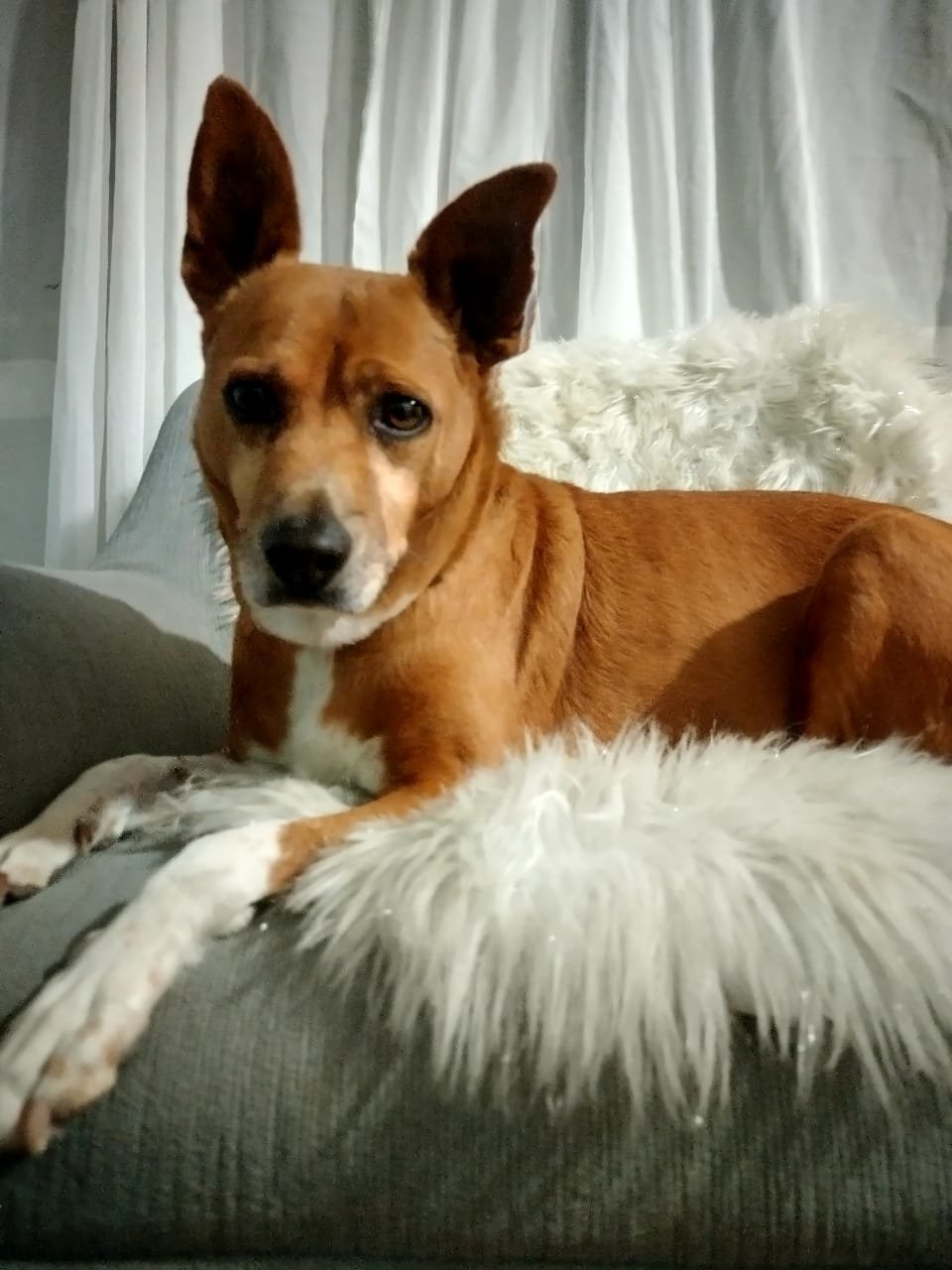 BEN - Australian Cattle Dog/Blue Heeler / Basenji available for adoption