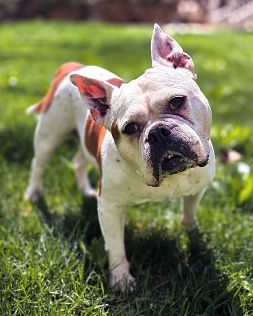 BRENDA FROM ACCOUNTING - Bulldog available for adoption