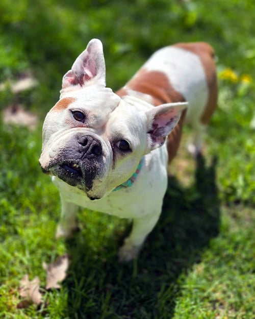 BRENDA FROM ACCOUNTING - Bulldog available for adoption