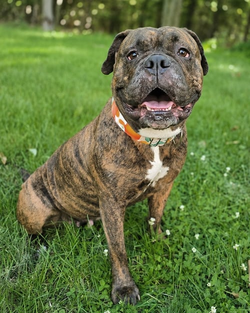 TOOTSIE ROLL - Mastiff / English Mastiff for adoption in Nashua