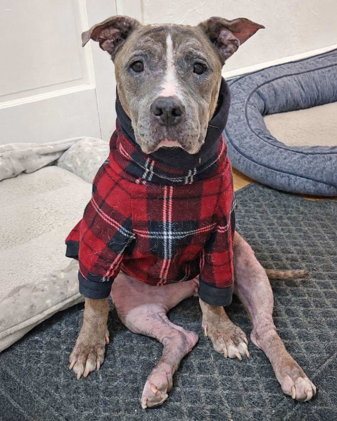 PENNY - American Pit Bull Terrier for adoption in Nashua