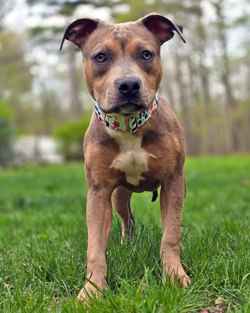 EGG ROLL - American Pit Bull Terrier for adoption in Nashua